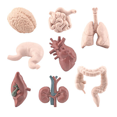 #ad 8pcs set Human Organ Model Brain Lungs Ornament Simulation Human Organ Model Toy