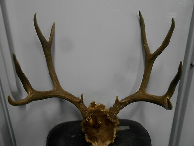 #ad 21 4 8 wide 5x5 Colorado MULE DEER RACK antlers whitetail mount sheds taxidermy