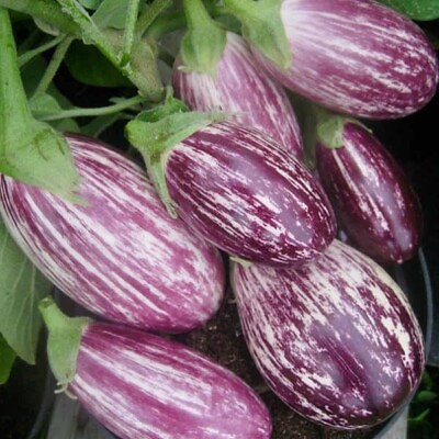 #ad Eggplant Pandora Striped Rose Seeds 50 Vegetable Heirloom NON GMO USA FREE Samp;H