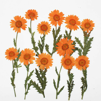 #ad 6pcs Pack Pressed Real Dried Flowers Chrysanthemum for Jewelry Making Crafts