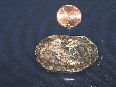 Cabochon Designer pre cut turritella fossil for cabbing or display $5.23