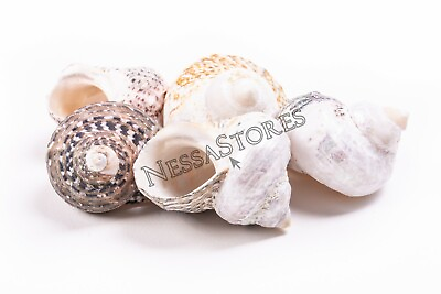 #ad Mexican Turbo Sea Shell Beach Craft Hermit Crab 1 1 2quot; 2 1 2quot; 5 PCS #JC 034