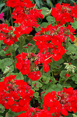 #ad Flower Seed:Pinto Deep Red Geranium Seeds 12 Seeds Fresh Seed FREE SHIPPING