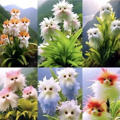 #ad Cat#x27;s Eye Dazzle Unique Flower Live 6 Color Plant 50 Seeds Beautiful Garden
