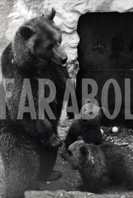 #ad Vintage Press Photo Wales Of North Allo Zoo Debuttano Two Pups print