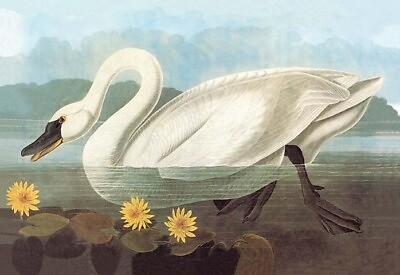 #ad Whistling Swan by John James Audubon Art Print