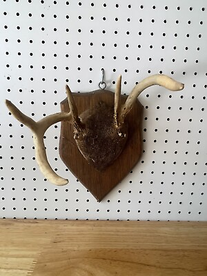 #ad Unique Wild Whitetail Deer Antler Rack Horn Skull Plate Decor Man Cave
