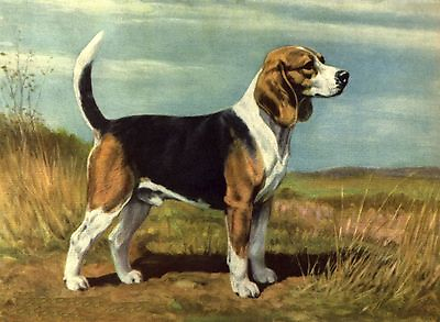 #ad Beagle CUSTOM MATTED Dog Art Print Megargee