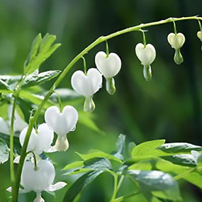 #ad 25 White Bleeding Heart Seeds Dicentra Spectabilis Shade Flower Flowers Seed 262