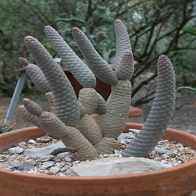 #ad Tephrocactus articulatus inermis #x27;Pine Cone Cactus#x27; Currently in a 6quot; Pot