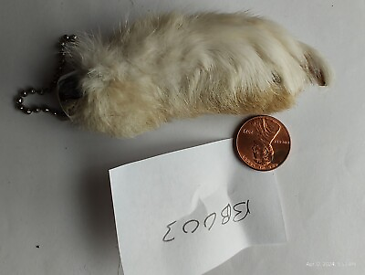 #ad Real Natural Lucky Rabbit Foot Keychain with nails White Beige color