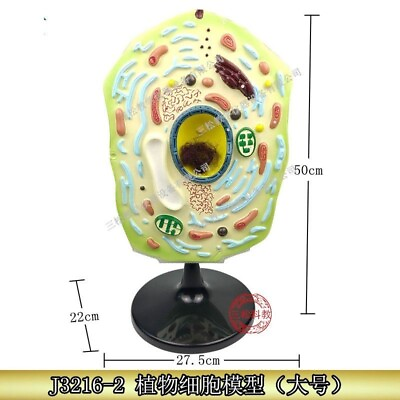#ad Animal Cell Model Anatomical Colorful Durable Base Medical Science Subject Parts