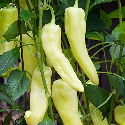 #ad Sweet Banana Pepper Seeds Non GMO Free Shipping Seed Store 1017