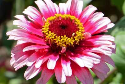 #ad zinnia ICE QUEEN red white large annual 51 Seeds GroCo USA BUY 10 SHIPS FREE
