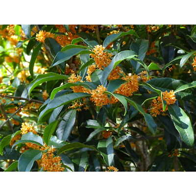 #ad Apricot Echo Orange Tea Olive osmanthus Live Plant 1 QT