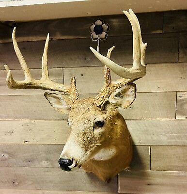 #ad 10 Point Whitetail deer taxidermy shoulder mount for sale