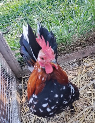 #ad Serama The Smallest Chicken FRESH FERTILE Hatching Eggs 61 Beautiful Coloring