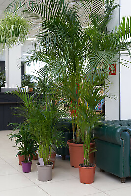 #ad 15 INDOOR PALM TREE SEEDS Chamaedorea Parlour Parlor Palm Pot Tropical Plant