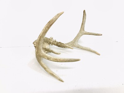 #ad REAL AUTHENTIC DEAR ANTLERS HORNS