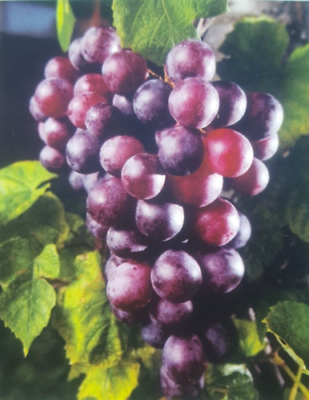 #ad Black Beauty Muscadine 3 Gal. Vine Plants Vines Plant Grapes Vineyards Wine NOW