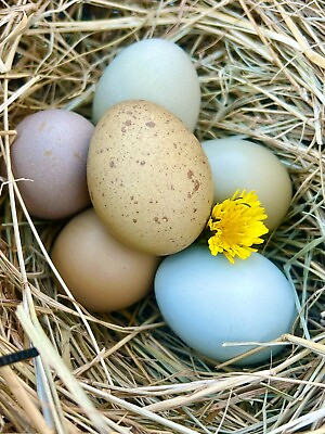 #ad 6 Lavender Ameraucana and Black Olive Egger Chicken Hatching Eggs GUARANTEED