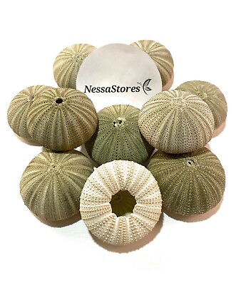 #ad Green Sea Urchins Seashells Beach Wedding Nautical Craft 1quot; 2quot; 6 pcs #JC 29
