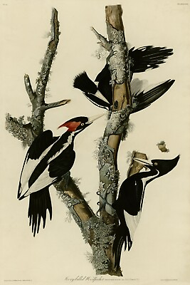 #ad No.66 Ivory billed Woodpecker Audubon Print Repro Havell Ed. Dbl. Elephant Folio