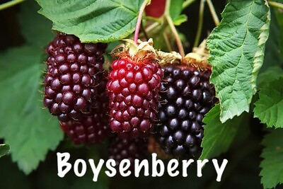 #ad Boysenberry Plant– One Live Boysenberry Plant Vine LOWEST PRICE