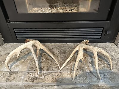 #ad 2 Great Whitetail Shed Antlers