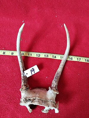 #ad 2 3 Pt Whitetail Deer Antler Rack Horn Skull Plate Decor Man Cave Typical Lot 19