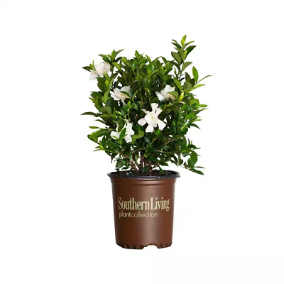 #ad Live Gardenia with White Fragrant Blooms 2.5 qt Evergreen Shrub Garden Plant