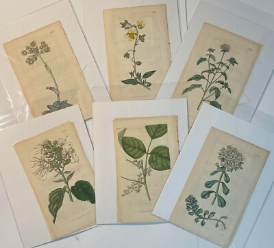 #ad Curtis#x27;s Botanical Magazine Original Antique Prints from 1792 1828