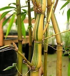 #ad Striped Dwarf Buddha Belly Bamboo Live Plants Bambusa Vulgaris Wamin...