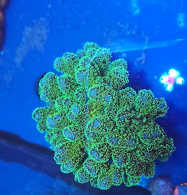 #ad Live Coral Aquacultured Green And Purple Stylopora Coral Colony 2.5quot; 3quot;