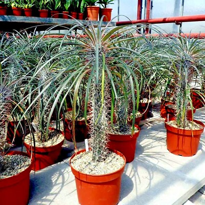 #ad RARE Pachypodium geayi MADAGASCAR PALM TREE SEEDS Succulent Cacti Cactus Plant