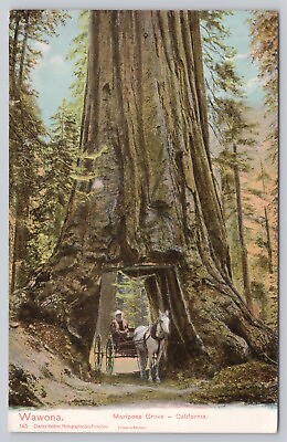 #ad Mariposa Grove California Wawona Tunnel Tree Horse amp; Buggy Vintage Postcard