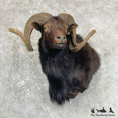 #ad #27044 P Black Corsican Ram Taxidermy Shoulder Mount For Sale