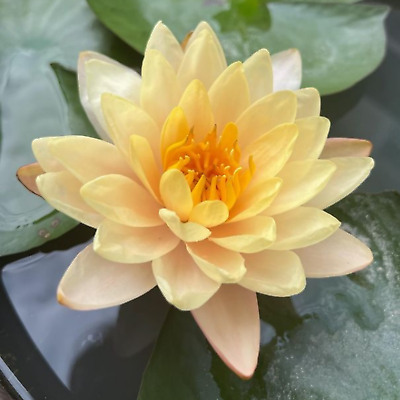 #ad Peaches Cream Orange Hardy Waterlily Live Freshwater Plants Pond Colorful Flower