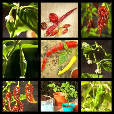 #ad more #2 ASSORTED CHILI PEPPER SEEDS 25 varieties you choose hot mild all NON GMO