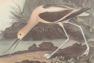 #ad 1942 Audubon Art Print 318 Avocet. Vintage Bird Illustration.