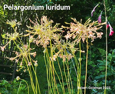 #ad Pelargonium luridum Tuber Rare Crane#x27;s Bill Interesting Foliage