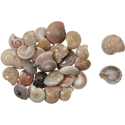 #ad Fresh Water Umbonium Beach Wedding Decor Craft Shells 0.375 0.437quot; 1 Kilo