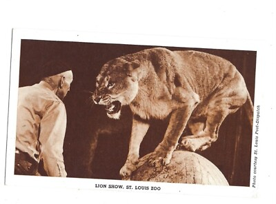 #ad c1950 Lion Show St. Louis Zoo Missouri MO Postcard UNPOSTED
