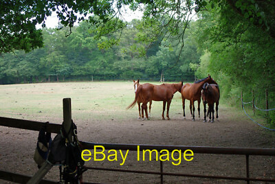 #ad Photo 6x4 Horses in the shade Norwood Hill These horses probably belong t c2010