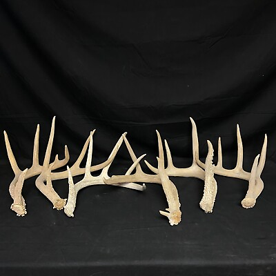 #ad Whitetail Deer Antlers Lot Of 6 Crafts Mancave Cabin Off Colored Misfits