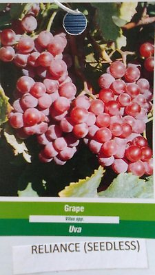 #ad Reliance Seedless Grape 1 Gal. Vine Plants Vines Plant Grapes Vineyards Garden