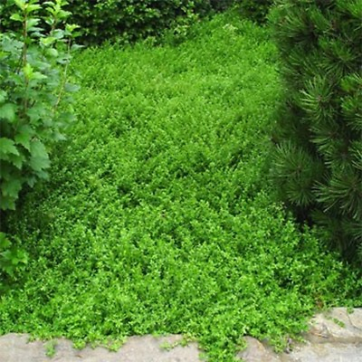 #ad Green Carpet Herniaria Glabra 100 seeds Seeds BOGO 50% off SALE