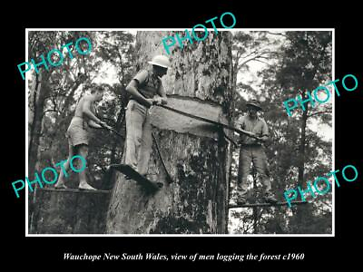 #ad OLD POSTCARD SIZE PHOTO WAUCHOPE NEW SOUTH WALES MEN LOGGING THE FOREST c1960