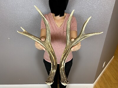 #ad Matched Set Mule Deer Sheds Antlers 3x3 WILD IDAHO Horns Wedding Rustic Decor
