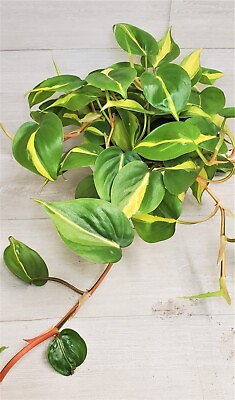 #ad Philodendron Brazil Philodendron Brasil Rare LIVE Brasil in 4quot; Pot